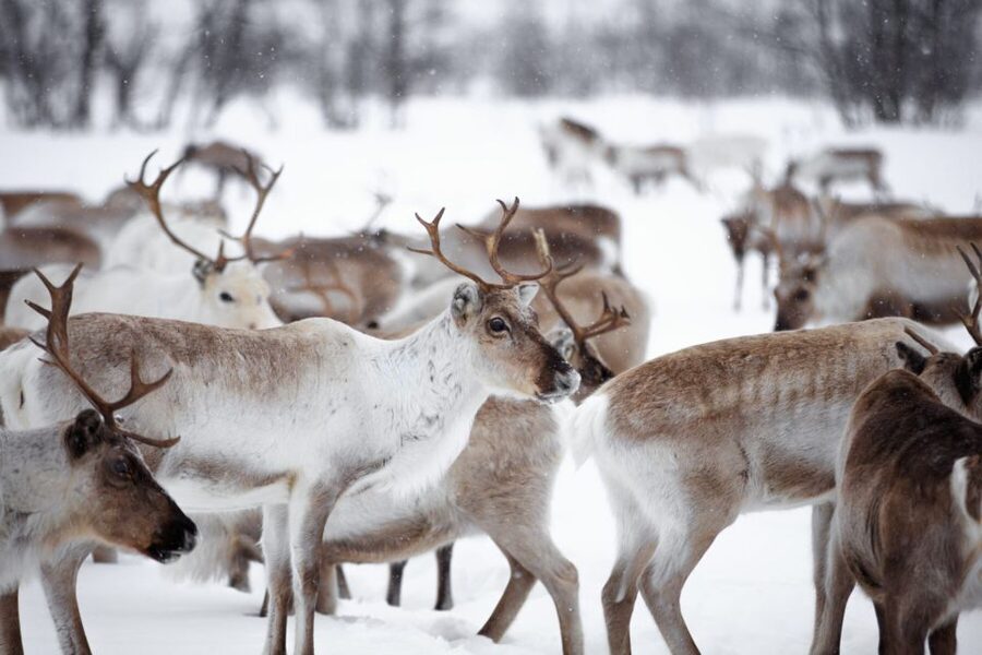 Levi: Traditional Reindeer Husbandry Experience - Key points to know