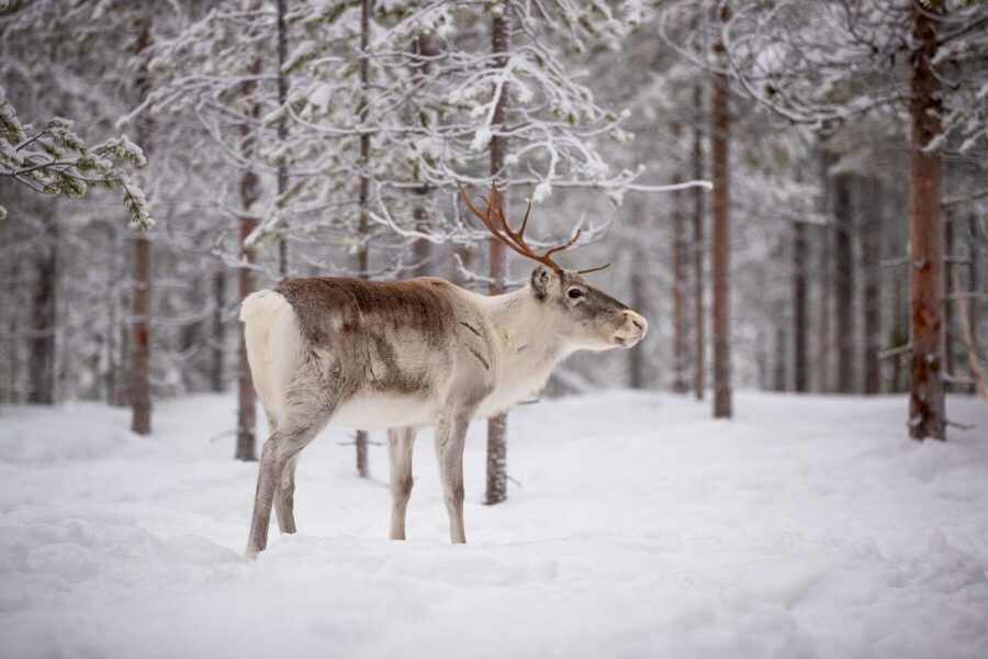 Levi: Traditional Reindeer Husbandry Experience - Why this is different from a standard reindeer ride