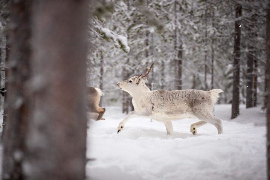Levi: Traditional Reindeer Husbandry Experience - Meeting the local herder