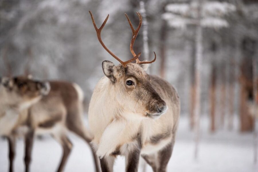 Levi: Traditional Reindeer Husbandry Experience - Practical details that can make or break the day