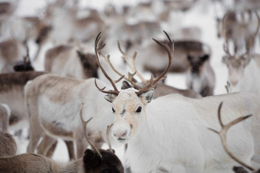 Levi: Traditional Reindeer Husbandry Experience - From Levi to the Olos and Pallas area