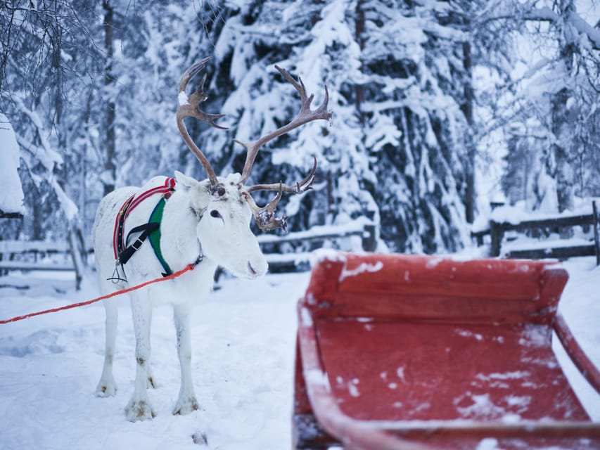 Levi: Winter Highlights Family Day - Reindeer country and a quieter 500-meter ride