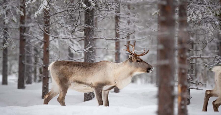 Levi: Winter Highlights Family Day - Pickup details that can affect your morning