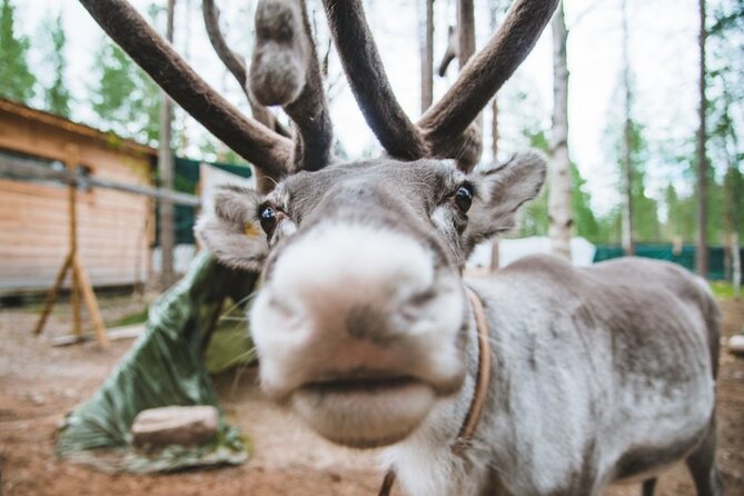 Meet Santa Claus & Santa's Reindeer Ride & Greet Huskies - The 500-meter husky ride through the Arctic forest