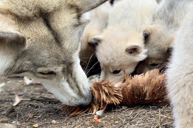 Meet Taivas & the Arctic Wolves - Private Tour - Meeting Arctic wolfdogs in their forest enclosures