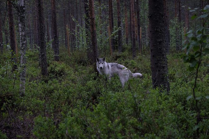 Meet Taivas & the Arctic Wolves - Private Tour - The other animals on the farm