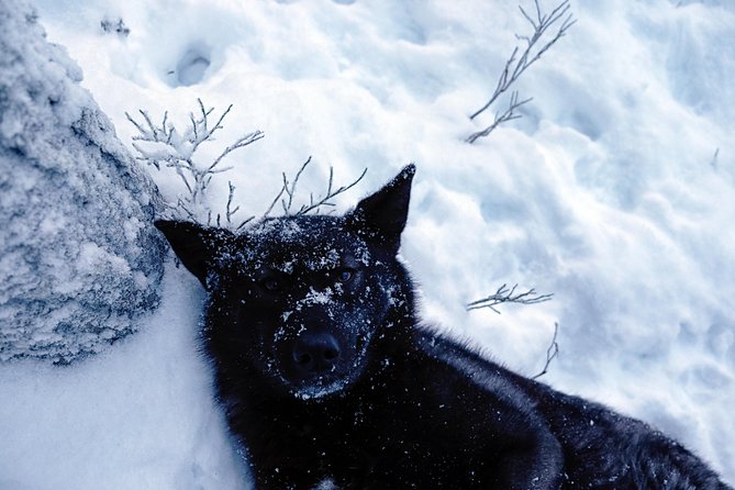 Meet Taivas & the Arctic Wolves - Private Tour - The 90-minute route and pace