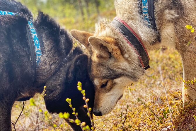 Meet Taivas & the Arctic Wolves - Private Tour - Who can enter the enclosures