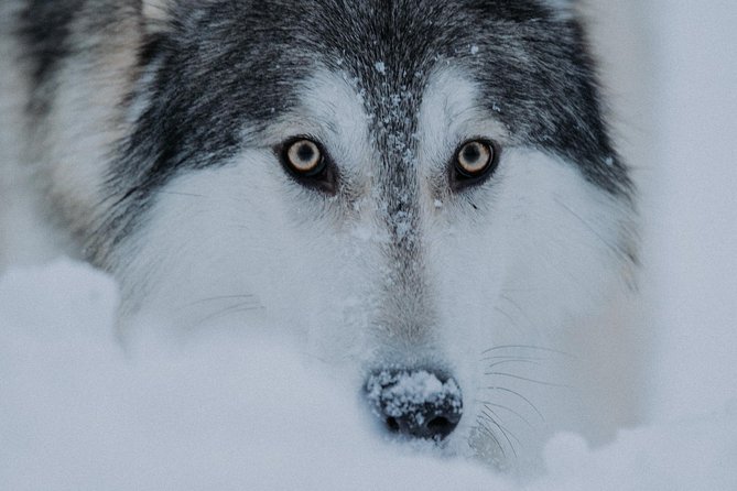 Meet Taivas & the Arctic Wolves - Private Tour - Is $311.87 per person good value?