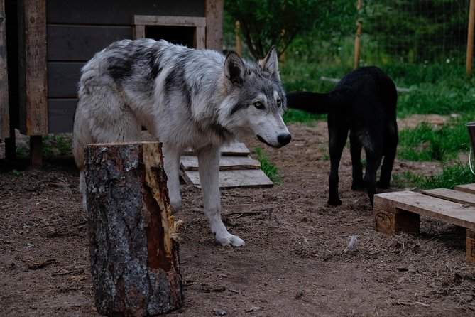 Meet Taivas & the Arctic Wolves - Private Tour - Timing, cancellations, and the private format