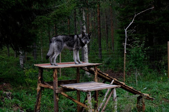 Meet Taivas & the Arctic Wolves - Private Tour - What you learn about wolves and dogs