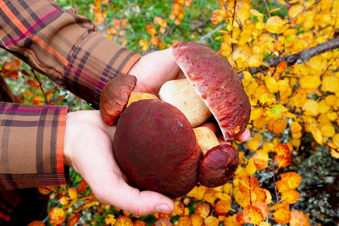 Mushroom Hunting in a National Park - Guides who make the difference