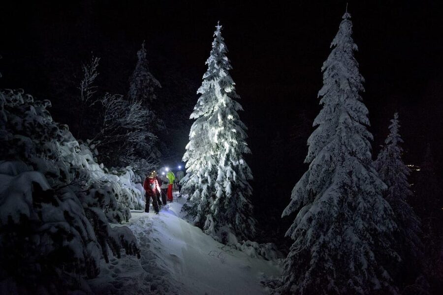 Night Snowshoeing Lapland Experience - Forest trails and snowy wildlife