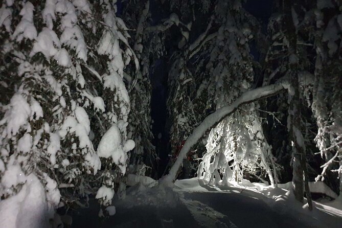 Nocturnal Skiing: Experience the Arctic's Magic - Through snow-covered forest and semi-open swamps