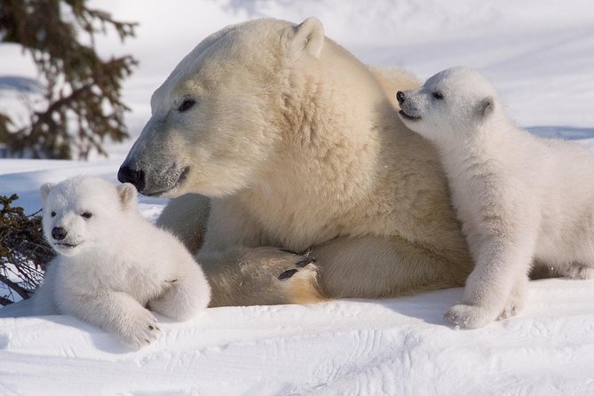 Ounasvaara and Ranua Zoo - Included buffet lunch and the value of a full day