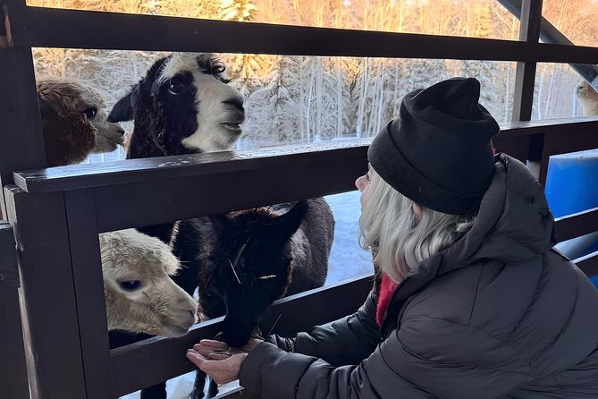 PRIVATE Alpaca Guided Forest Walk + Feeding Helsinki - Arriving in Klaukkala and meeting the animals