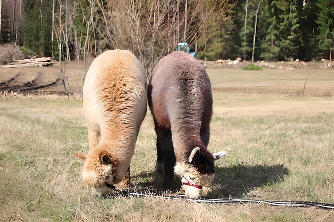 PRIVATE Alpaca Guided Forest Walk + Feeding Helsinki - Private transport and the value of the price