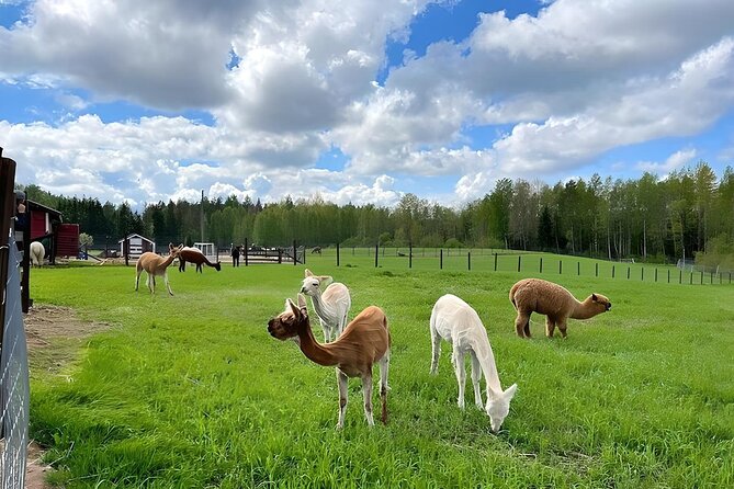 PRIVATE Alpaca Guided Forest Walk + Feeding Helsinki - Who will get the most from this experience