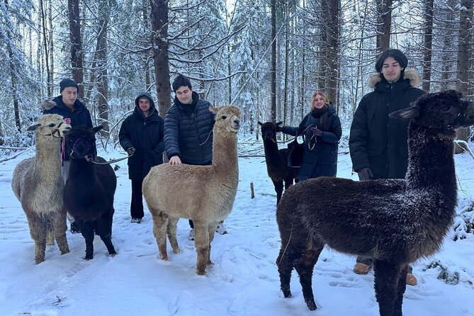 PRIVATE Alpaca Guided Forest Walk + Feeding Helsinki - Practical timing, weather, and cancellation