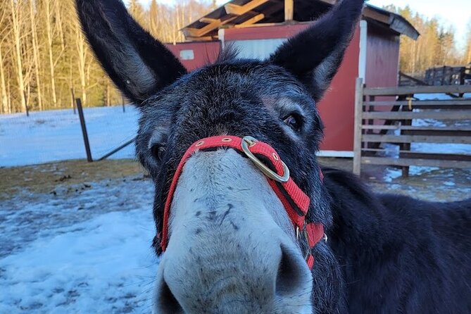 PRIVATE Alpaca Guided Forest Walk + Feeding Helsinki - How to decide if it fits your Helsinki plans