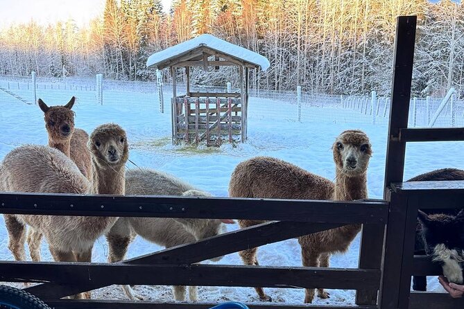 PRIVATE Alpaca Guided Forest Walk + Feeding Helsinki - Taking your own alpaca into the forest
