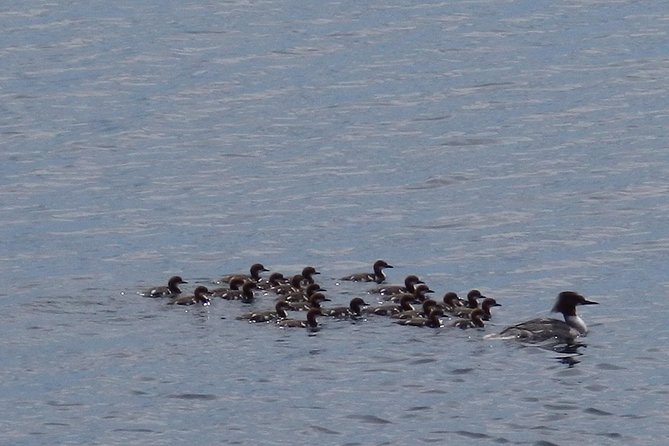 Private Boat Excursion into The Archipelago of Tammisaari - Rocky islands, sea air, and the first wildlife watch
