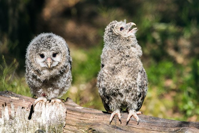 Private Ranua Zoo tour - Who will enjoy this half-day outing?