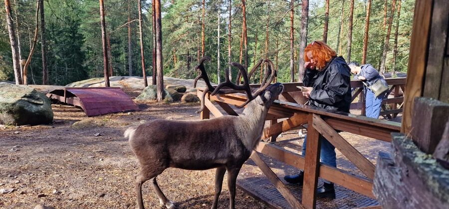 PRIVATE Reindeer Park Adventure by VIP Car - Meeting reindeer in Nuuksio National Park