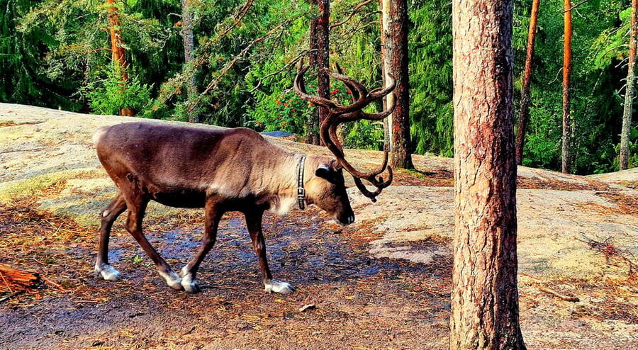 PRIVATE Reindeer Park Adventure by VIP Car - Feeding the reindeer with moss