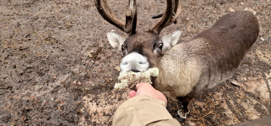 PRIVATE Reindeer Park Adventure by VIP Car - Why the private car changes the experience