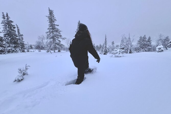 Private: Snowshoeing Safari in spectacular National Park - Key points to know before booking