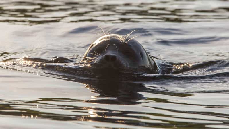 Puumala: Lake Saimaa Seal Watching Cruise - Finding the rare Saimaa ringed seal