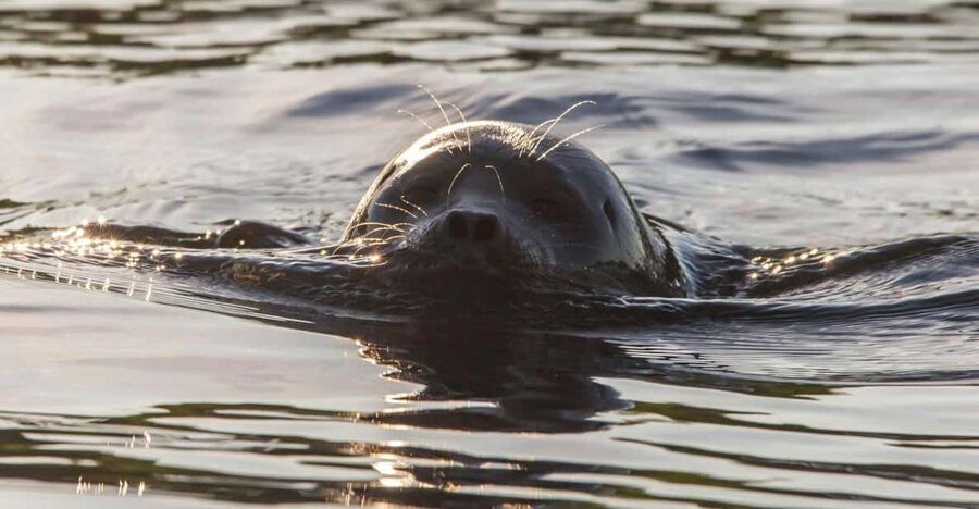 Puumala: Lake Saimaa Seal Watching Cruise - The seasonal departure points