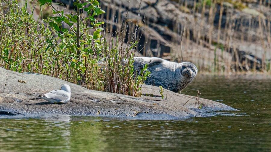 Puumala: Lake Saimaa Seal Watching Cruise - Comfort, access, and who should skip it