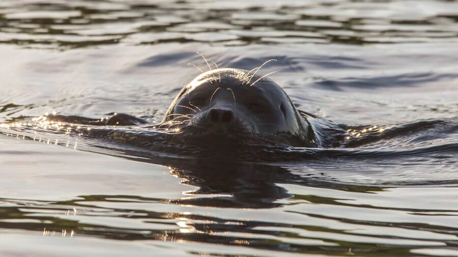 Puumala: Lake Saimaa Seal Watching Cruise - Setting out through the Puumala archipelago