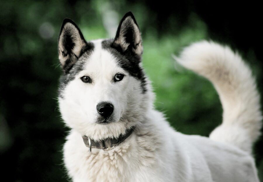 Pyhätunturi: Husky Safari including Farm Visit - Key points to know before booking