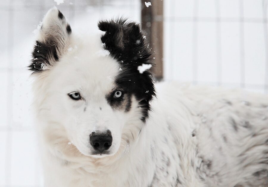 Pyhätunturi: Husky Safari including Farm Visit - Six huskies, one sled, and a quiet stretch of Lapland