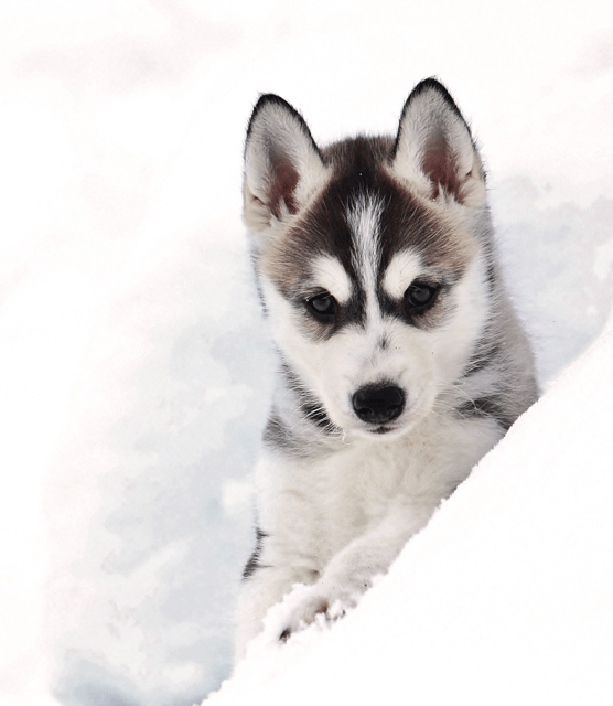 Pyhätunturi: Husky Safari including Farm Visit - The campfire hut and steaming berry juice