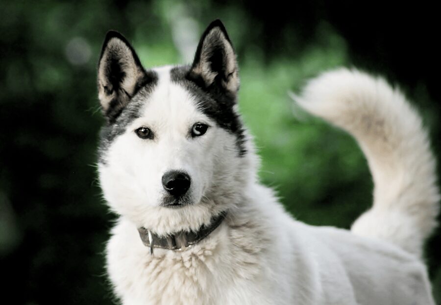 Pyhätunturi: Husky Safari including Farm Visit - How the 1.5-hour schedule works