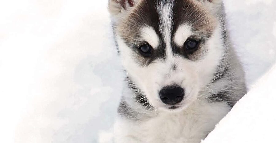 Pyhätunturi: Husky Safari including Farm Visit - Is $159 good value for this husky safari?