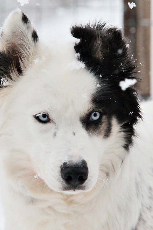 Pyhätunturi: Husky Safari including Farm Visit - Should you book the Pyhä Husky Farm safari?
