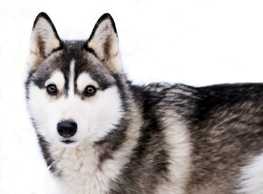 Pyhätunturi: Husky Safari including Farm Visit - Meeting the dogs at a privately owned farm