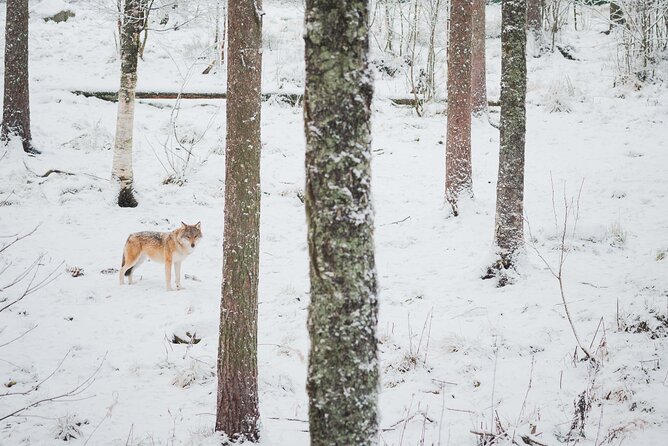 Ranua Wildlife Park Day: Visit the Arctic Animals - Polar bears, foxes, wolverines, and lynx