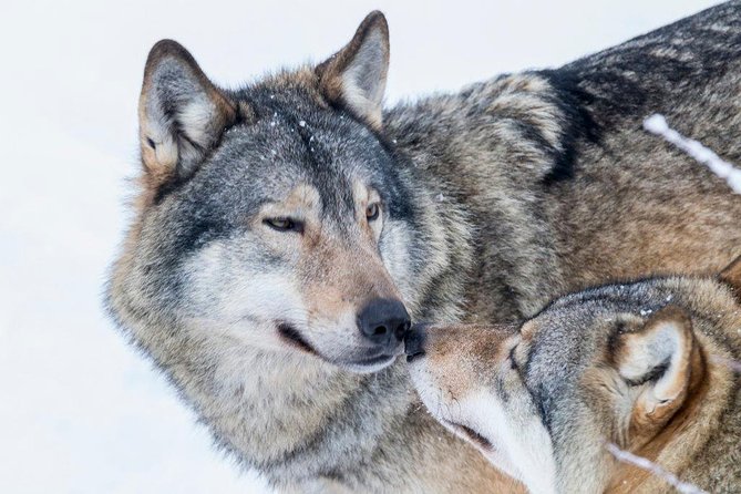Ranua Wildlife Park Day: Visit the Arctic Animals - Is $154 good value?