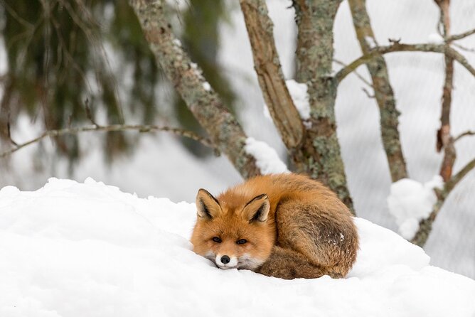 Ranua Wildlife Park Day: Visit the Arctic Animals - Should you book Ranua Wildlife Park?