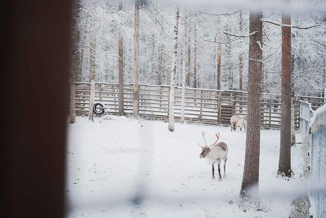 Ranua Wildlife Park Day : Visit the Arctic Animals! - Who should book this Ranua day trip?