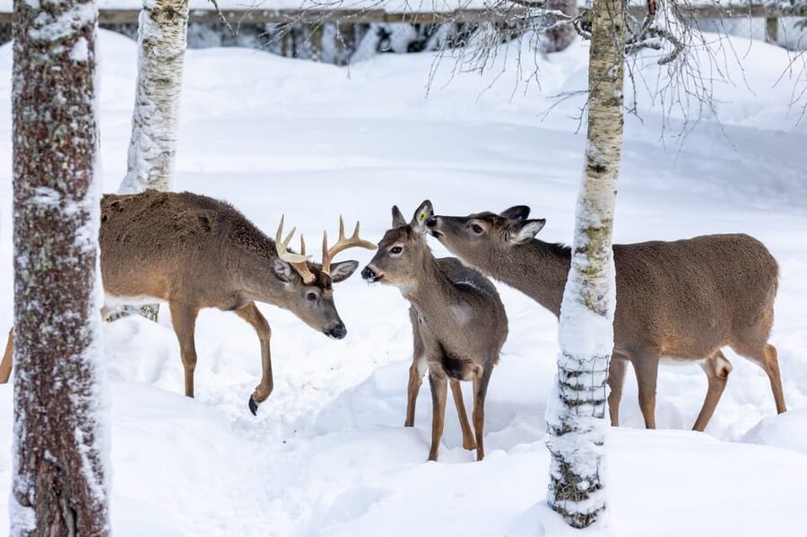 Ranua: Wildlife Park Entrance Ticket - Key points before you go
