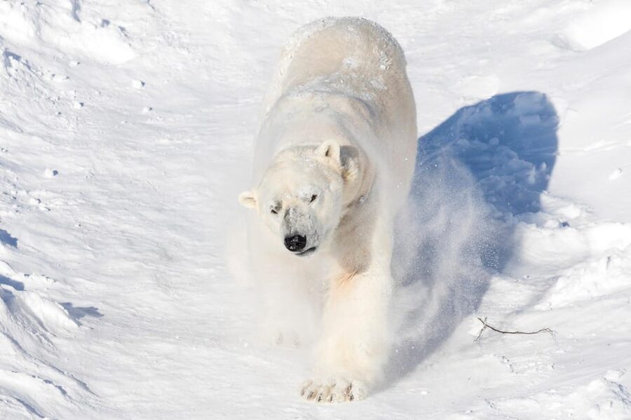 Ranua: Wildlife Park Entrance Ticket - Why Ranua feels different from an ordinary zoo