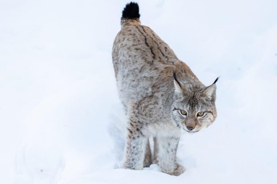 Ranua: Wildlife Park Entrance Ticket - Summer and the rest of the year