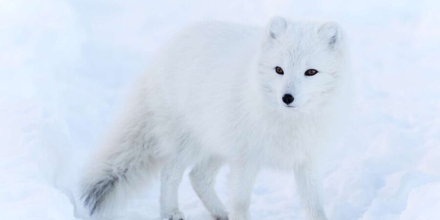 Ranua: Wildlife Park Experience with Buffet Lunch - The guided walk through the winter park